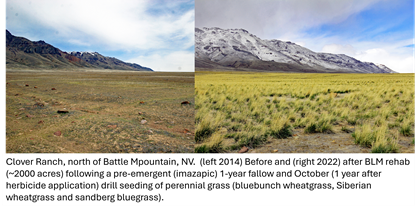 /ARSUserFiles/20600500/RangelandRehabiliatationLab/2024 range rehab files/Clover Ranch before and after.png